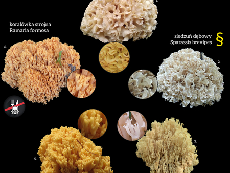 Read more about the article Siedzuń sosnowy, a potencjalne pomyłki