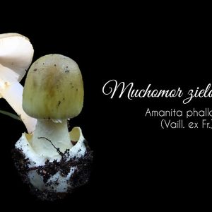 Muchomor zielonawy
