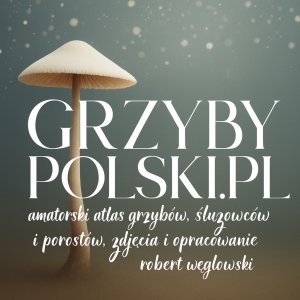 grzybypolski logo