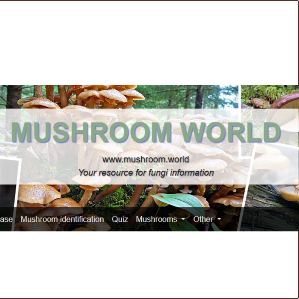 mushroomworld logo