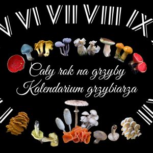 cały rok na grzyby