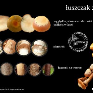 Łuszczak zmienny pod lupą