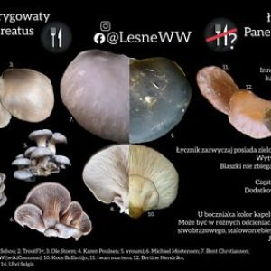 podgląd boczniak ostrygowaty, a łycznik późny