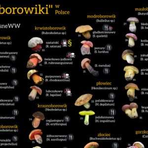 podgląd borowiki w polsce