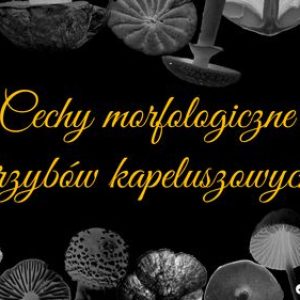 podgląd cechy morfologiczne grzybów kapeluszowych