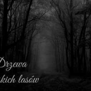 podgląd drzewa w lesie