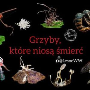 podgląd grzyby, które niosą śmierć