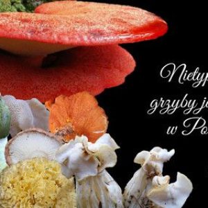 podgląd nietypowe grzyby jadalne
