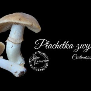 podgląd płachetka zwyczajna