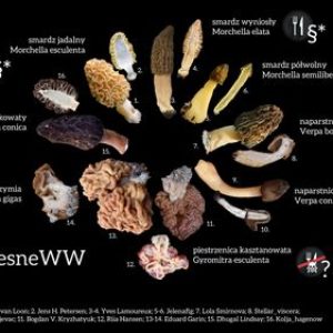 podgląd porównanie smardzowatych