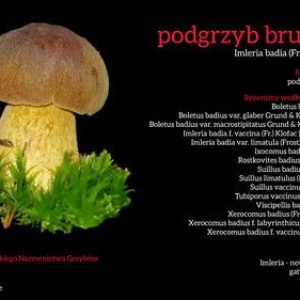 podgląd rekomendacja ptmyk