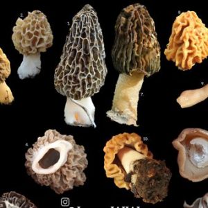 podgląd smardze, a naparstniczki