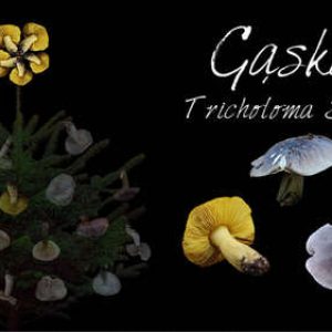 podgląd gąski