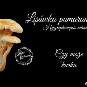 podgląd lisówka