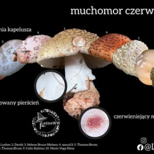 podgląd muchomor czerwieniejący