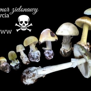 podgląd muchomor zielony