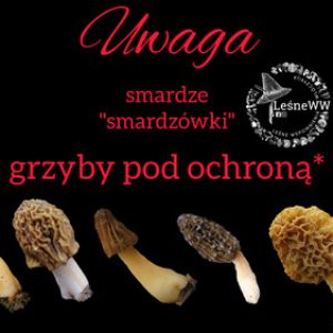podgląd ochrona smardzów