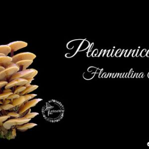 podgląd płomiennice