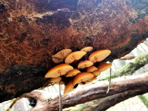 Ozonium i płomiennica zimowa