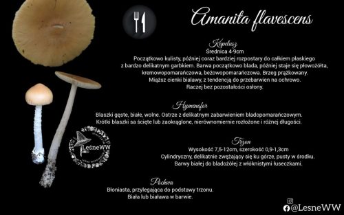 amanita flavescens