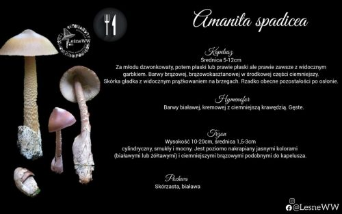 amanita spadicea