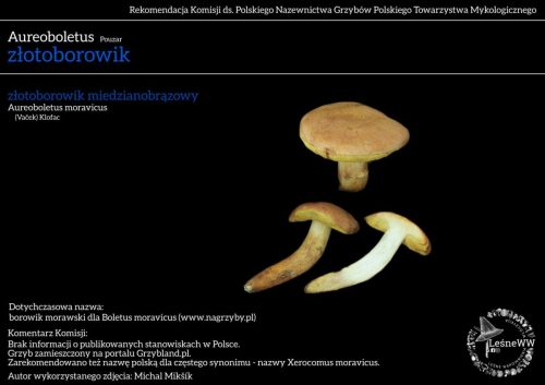 aureoboletus