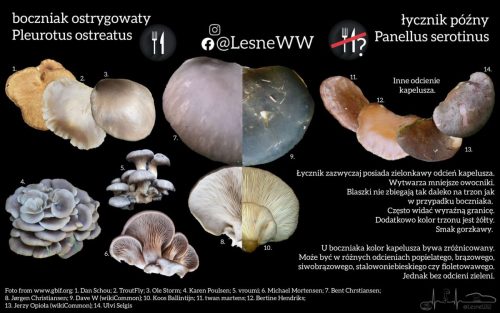 boczniak ostrygowaty, a łycznik późny