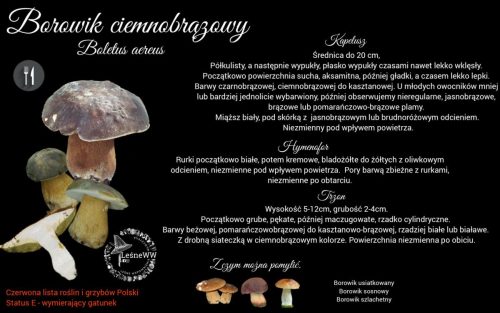 borowik ciemnobrązowy