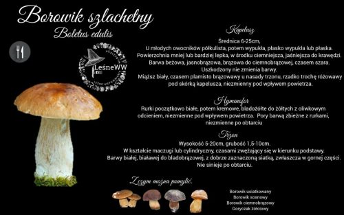 borowik szlachetny