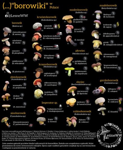 borowiki w polsce