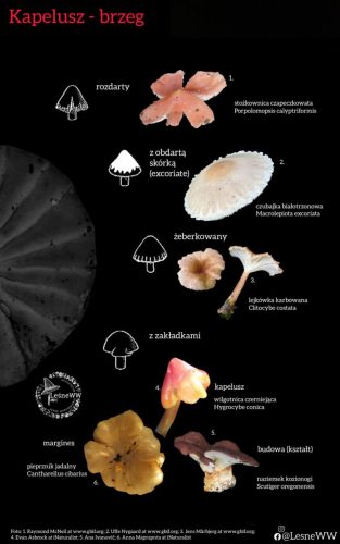 brzeg kapelusza 3