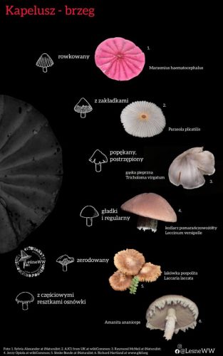 brzeg kapelusza