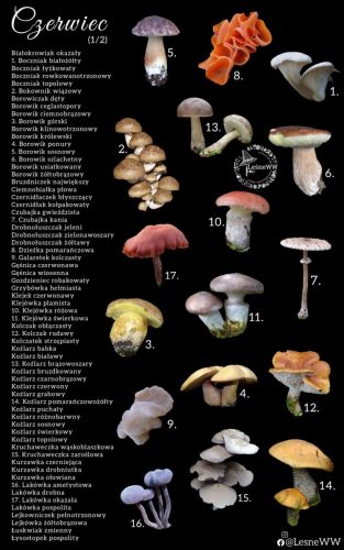 cały rok na grzyby czerwiec 1 2