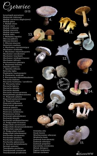 cały rok na grzyby czerwiec 2 2