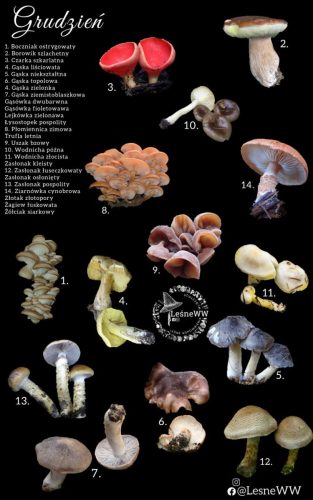 cały rok na grzyby grudzień