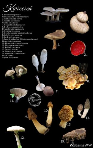 cały rok na grzyby kwiecień