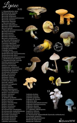 cały rok na grzyby lipiec 1 2