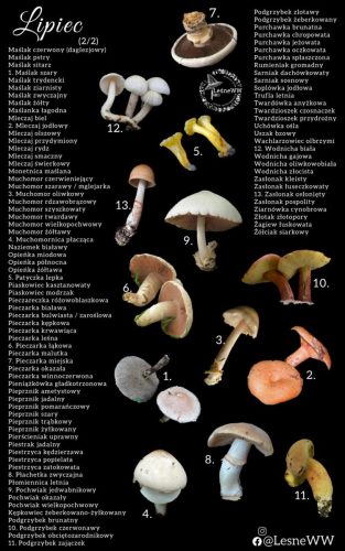 cały rok na grzyby lipiec 2 2