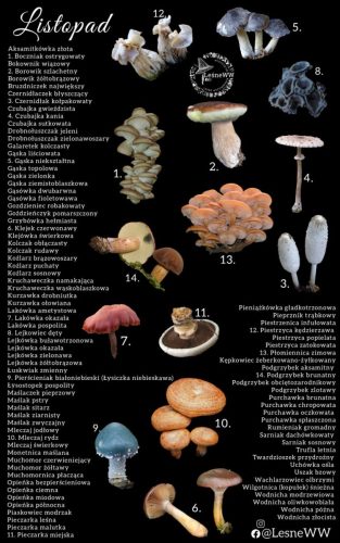 cały rok na grzyby listopad