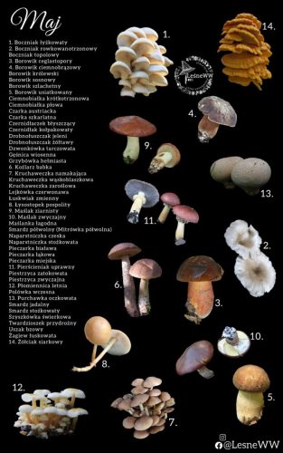 cały rok na grzyby maj