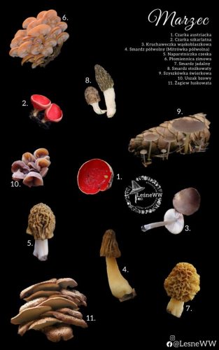 cały rok na grzyby marzec