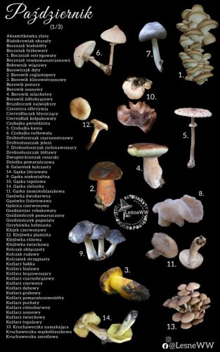 cały rok na grzyby październik 1 3