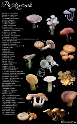 cały rok na grzyby październik 2 3