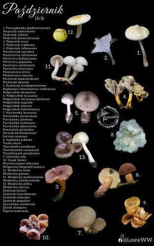 cały rok na grzyby październik 3 3