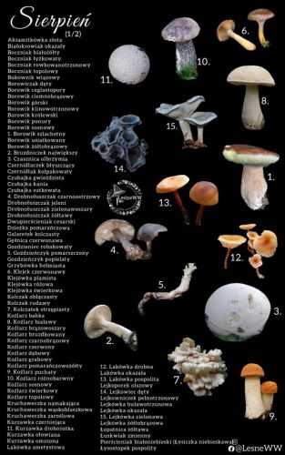 cały rok na grzyby sierpień 1 2