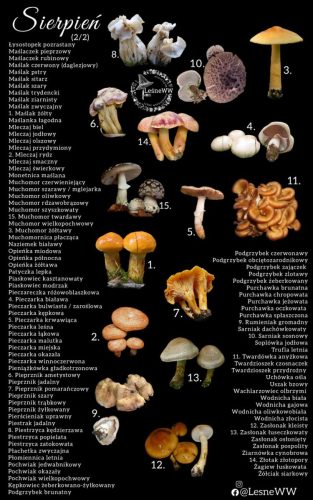 cały rok na grzyby sierpień 2 2