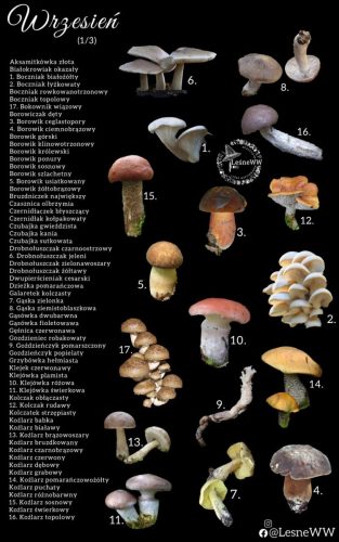 cały rok na grzyby wrzesień 1 3