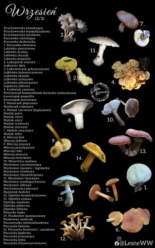 cały rok na grzyby wrzesień 2 3