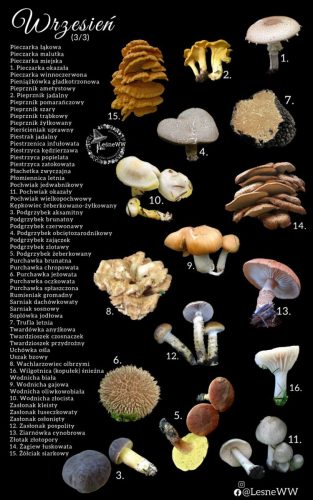 cały rok na grzyby wrzesień 3 3
