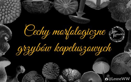 cechy morfologiczne grzybów kapeluszowych